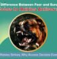 Import Rabies Antiserum from India for Africa